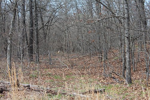 Tract 4 - Deer - OKLAHOMA LAND & REAL ESTATE AUCTION, 438 +/- Acres offered in 13 Tracts